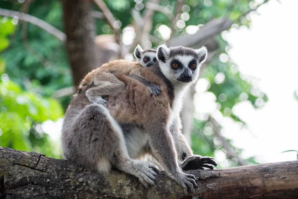 Maki en hun baby — Stockfoto