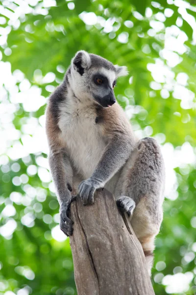 Lemur a jejich dítě — Stock fotografie