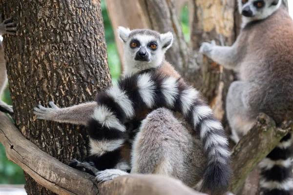 Maki en hun baby — Stockfoto