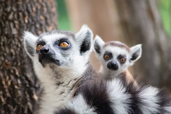 Lemure e il loro bambino — Foto Stock