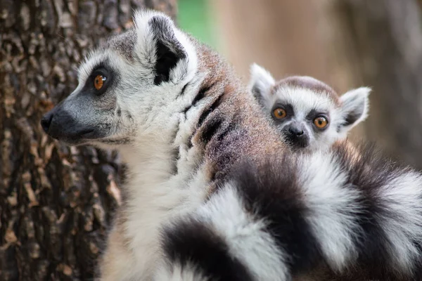 Lemur e seu bebê — Fotografia de Stock