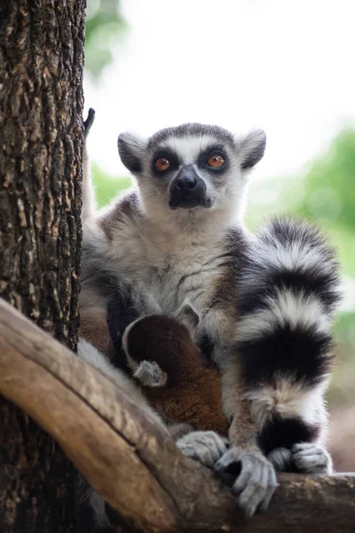 Lemur und ihr Baby — Stockfoto