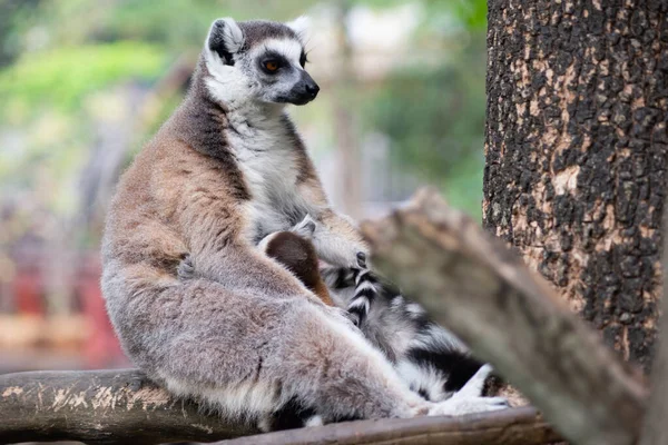 Lemur i ich dziecko — Zdjęcie stockowe