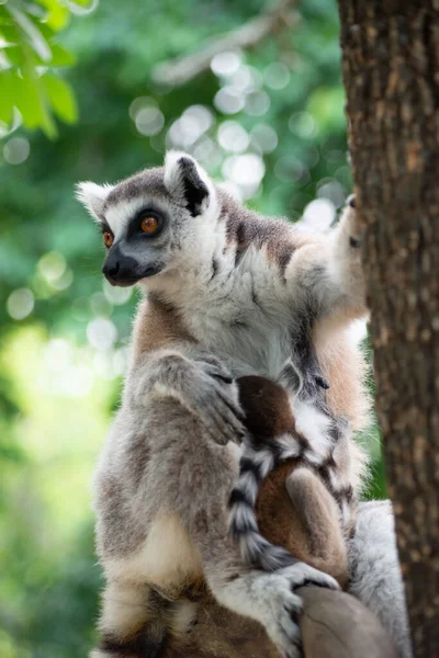 Lemur a jejich dítě — Stock fotografie