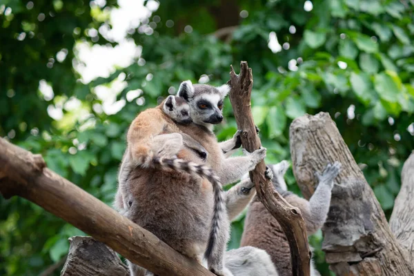 Lemur i ich dziecko — Zdjęcie stockowe