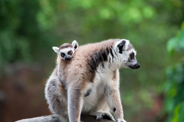 Lemur y su bebé — Foto de Stock