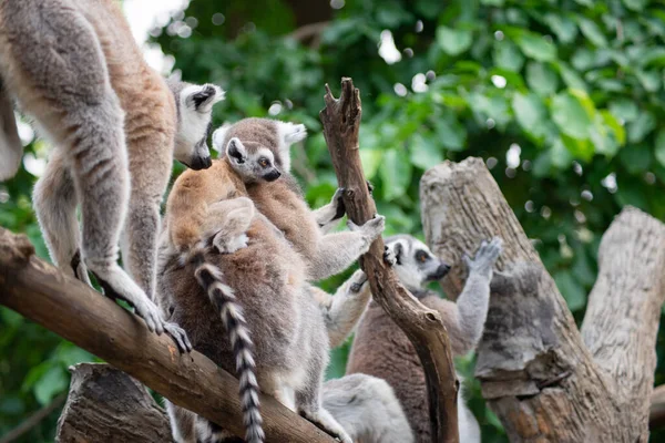 Lemur y su bebé — Foto de Stock