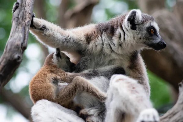 Lemur y su bebé —  Fotos de Stock