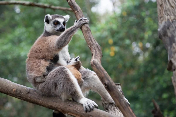 Lemur und ihr Baby — Stockfoto