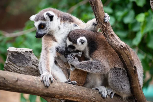 Lemur és a kisbabájuk — Stock Fotó