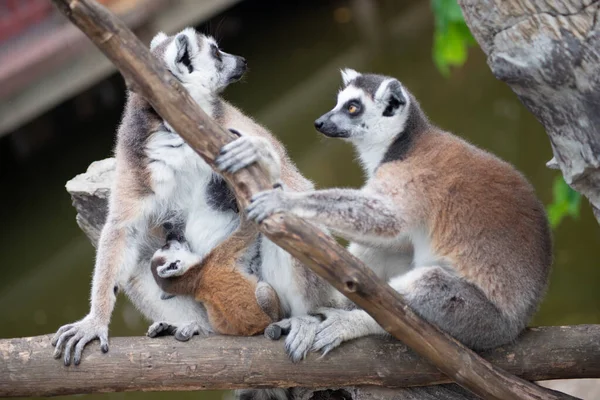 Lemur y su bebé —  Fotos de Stock