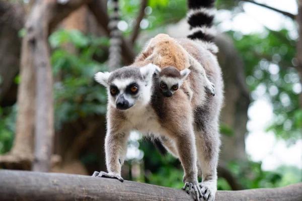 Lemur och deras barn — Stockfoto