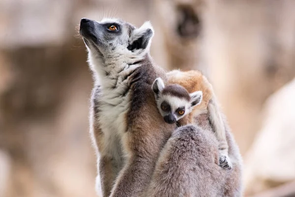 Lemur a jejich dítě — Stock fotografie