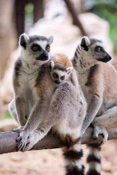 Lemur és a kisbabájuk — Stock Fotó