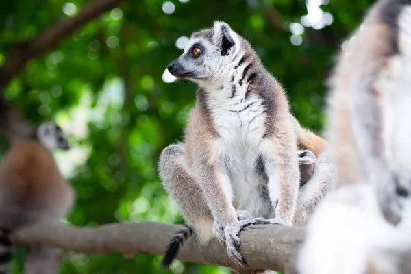 Lemure e il loro bambino — Foto Stock