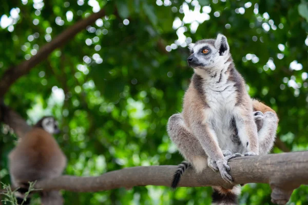 Lemur a jejich dítě — Stock fotografie