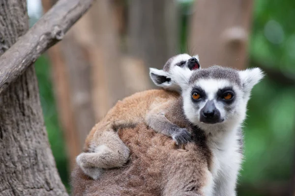 Lemur e seu bebê — Fotografia de Stock