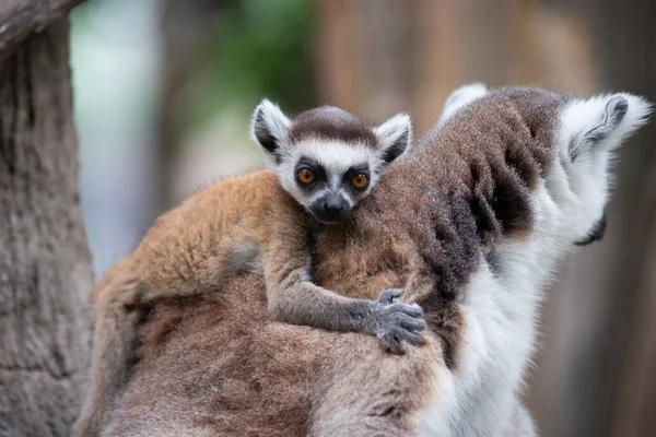 Lemur a jejich dítě — Stock fotografie