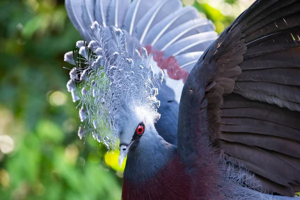 Victoria paloma coronada — Foto de Stock