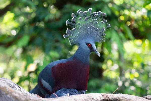 Vittoria incoronato piccione e il suo uccellino — Foto Stock