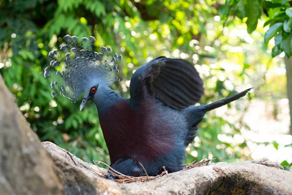 Victoria coroado pombo e seu pássaro bebê — Fotografia de Stock