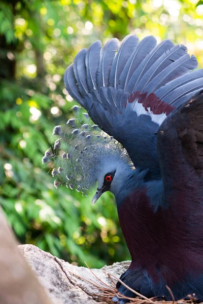 Victoria coronada paloma y su bebé pájaro — Foto de Stock