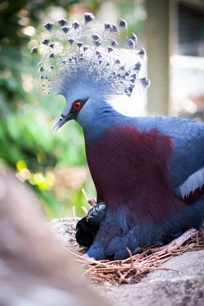 Victoria coroado pombo e seu pássaro bebê — Fotografia de Stock