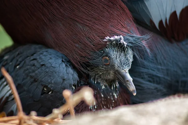 Victoria krönt duva och dess baby fågel — Stockfoto