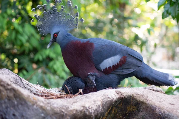 Pigeon couronné Victoria et son petit oiseau — Photo