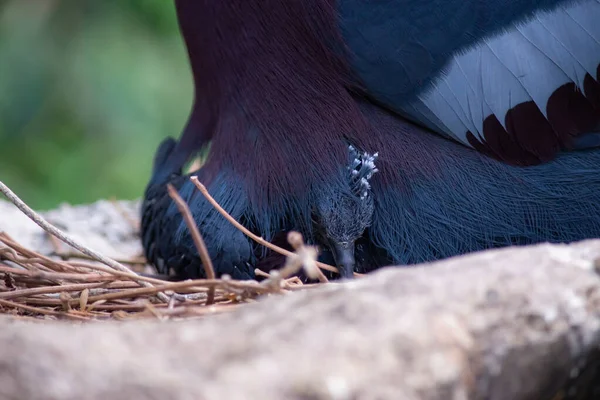 Gołąb koronny Victoria i jego mały ptaszek — Zdjęcie stockowe