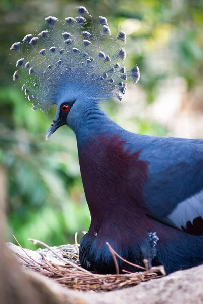 Victoria coroado pombo e seu pássaro bebê — Fotografia de Stock