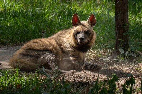 Striped hyena