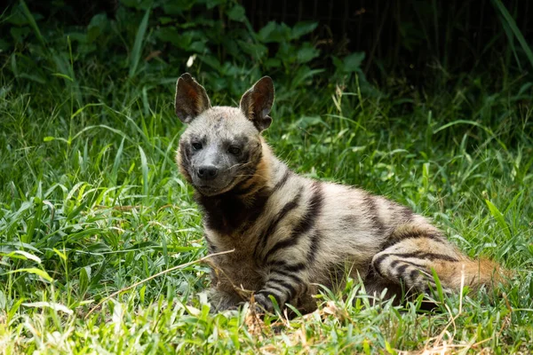 Striped hyena — Stock Photo, Image