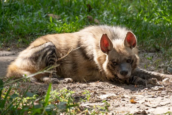 Hyena žíhaná — Stock fotografie