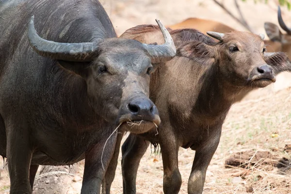 Buffalo — Stock Photo, Image