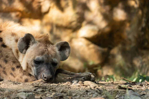 Hyena — Stockfoto