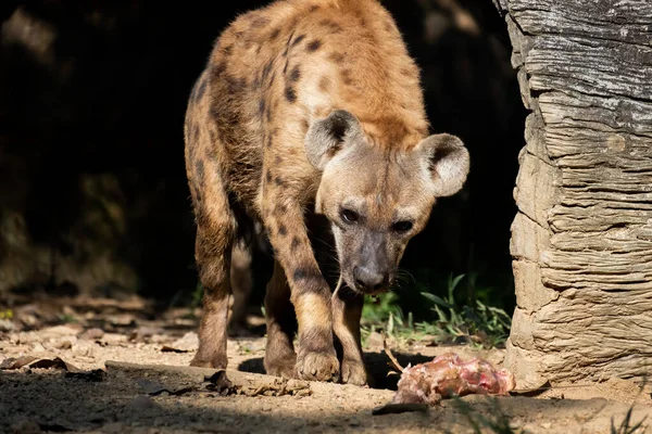 Hyena — Stockfoto