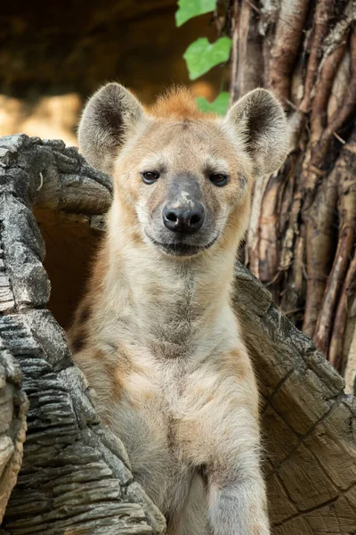 Hyena — Stockfoto