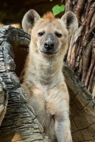 Hyena — Stockfoto