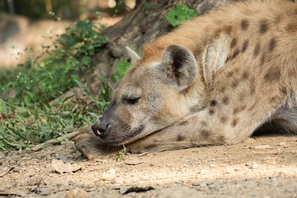 Hyena — Stockfoto