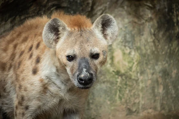 Hyena — Stock fotografie