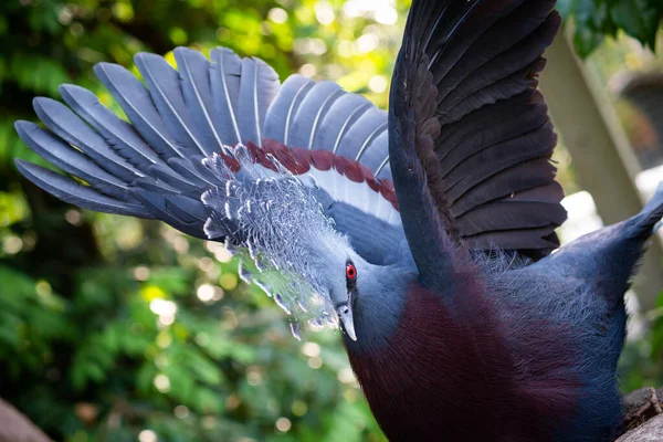 Коронный голубь Виктории Стоковое Фото