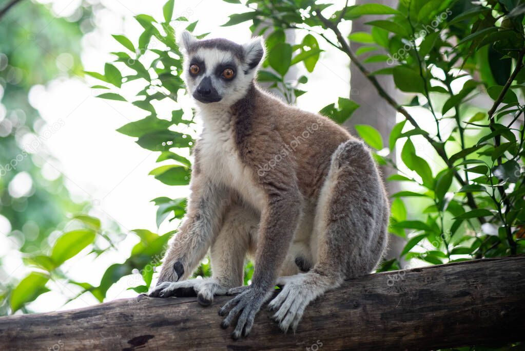 lemur and their baby