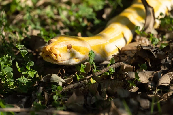 Gouden python — Stockfoto