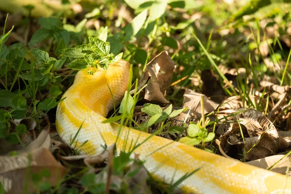 Gyllene python — Stockfoto