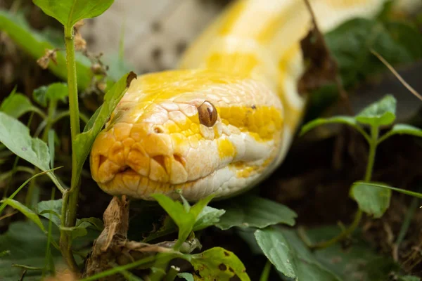 Gouden python — Stockfoto