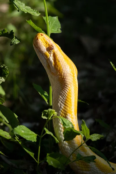 Złoty Pythona — Zdjęcie stockowe