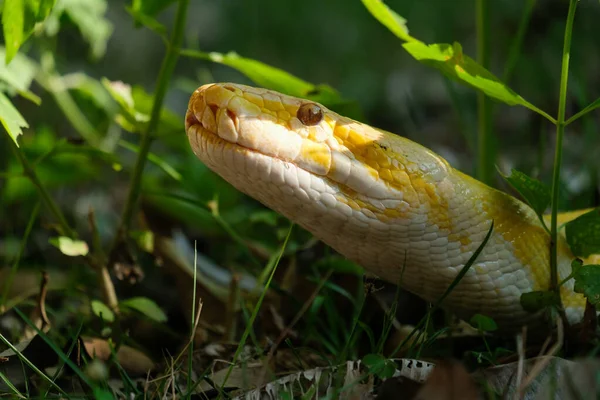 Gouden python — Stockfoto