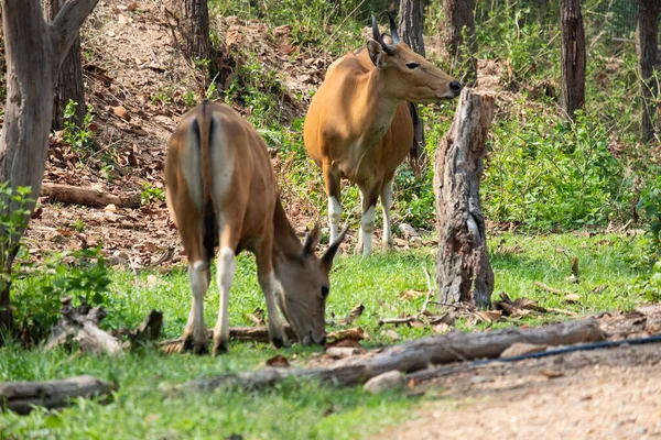 Banteng — Stockfoto