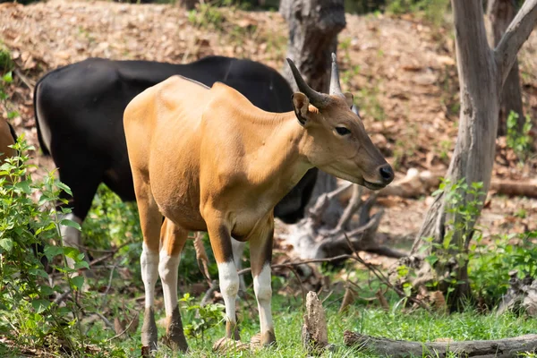 Banteng! — Stock Fotó